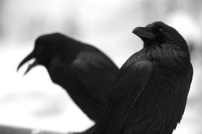 Winter Ravens #2