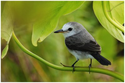 Moucherolle  tte blanche  - Arundinicola leucocephala - White-headed marsh-Tyrant - femelle