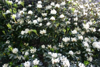 Leith Hill Rhododendron Wood