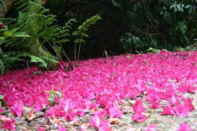Leith Hill Rhododendron Wood