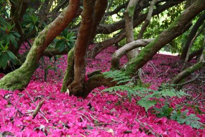 Leith Hill Rhododendron Wood
