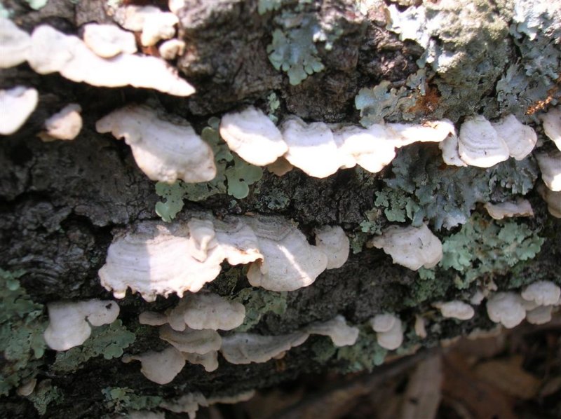 Crep Fungi