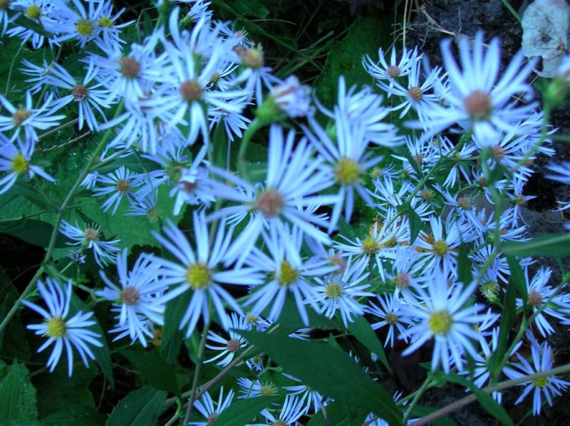 Autumn Asters