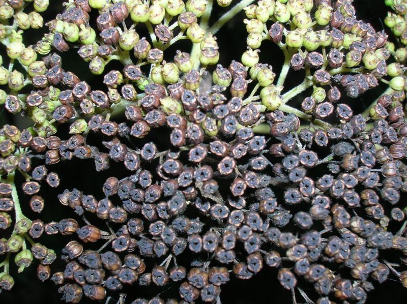 Elderberry Pods