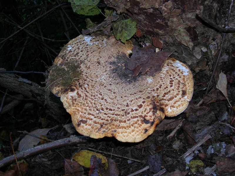 Shelf Fungi