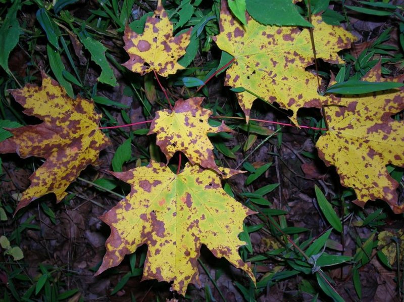 Leaves are Turning