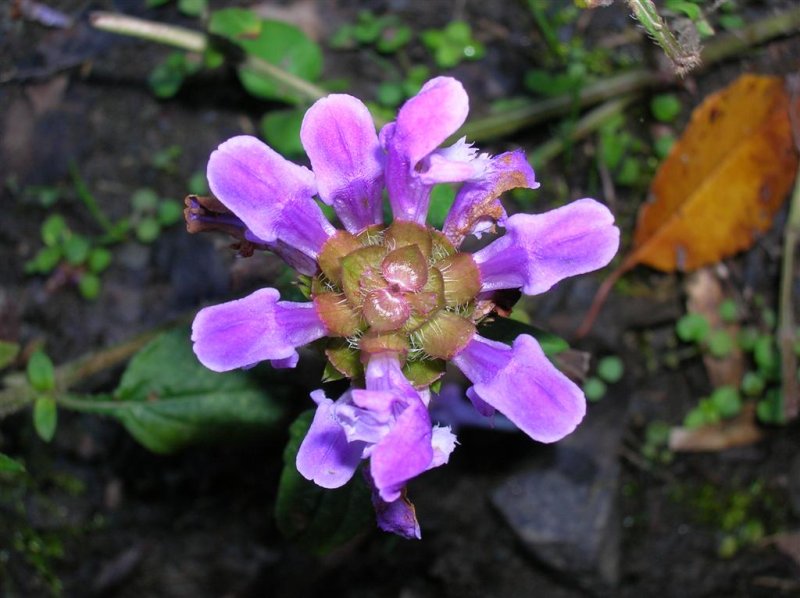 Symmetry in Nature