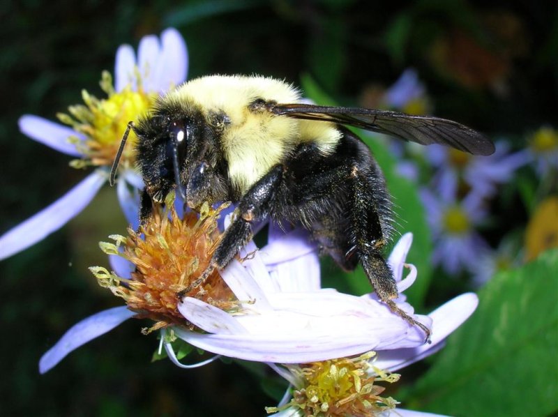 Tasty Nectar