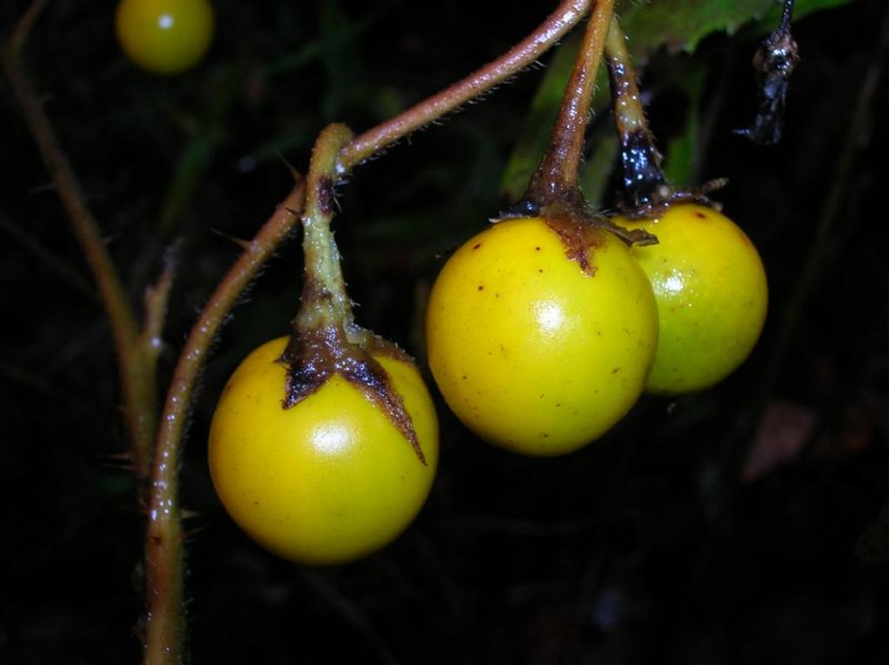 Nightshade Fruit