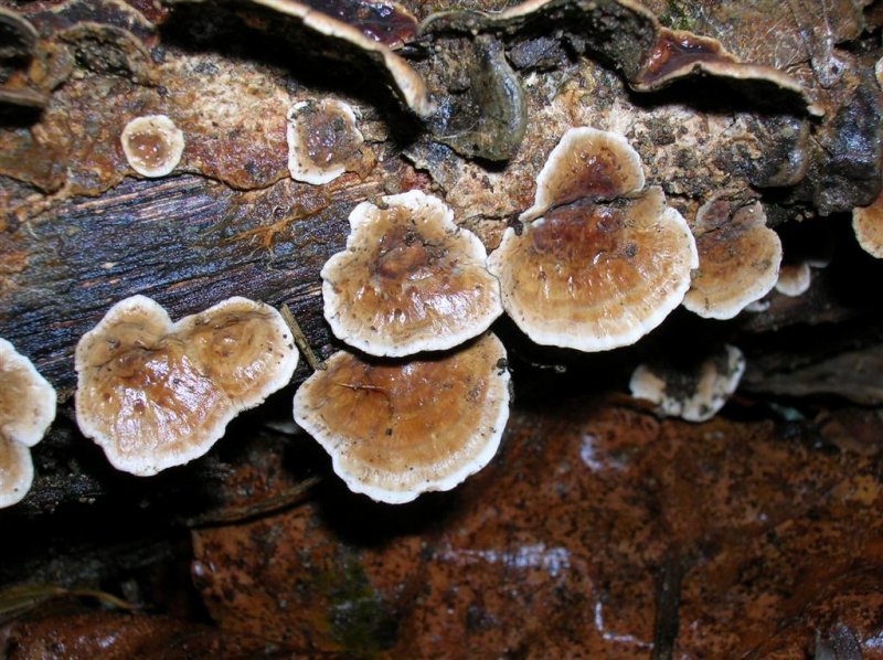 Shelf Fungi