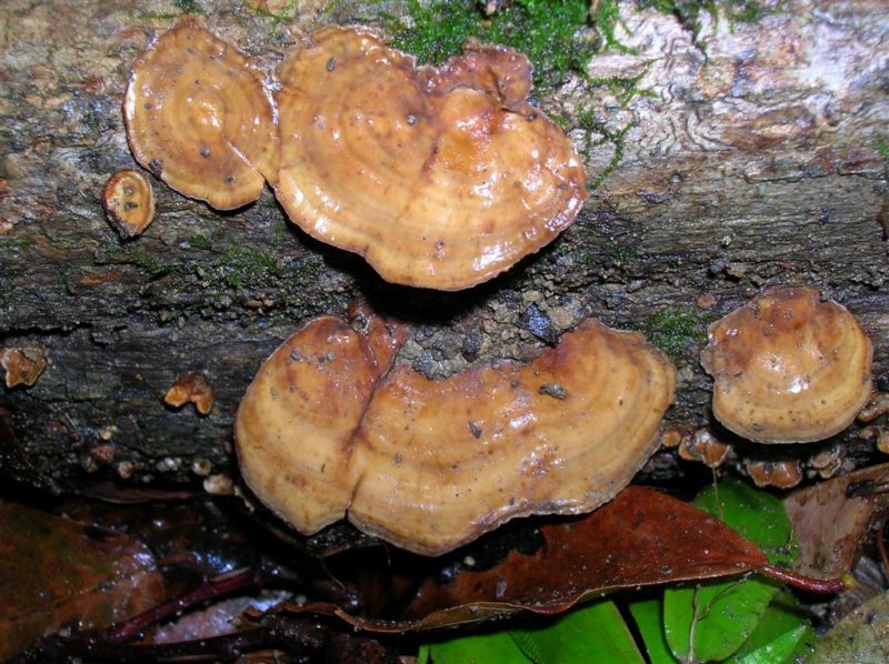 Polypore Fungi