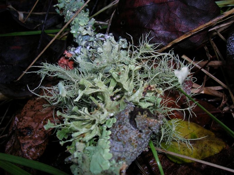 Lichen Growth