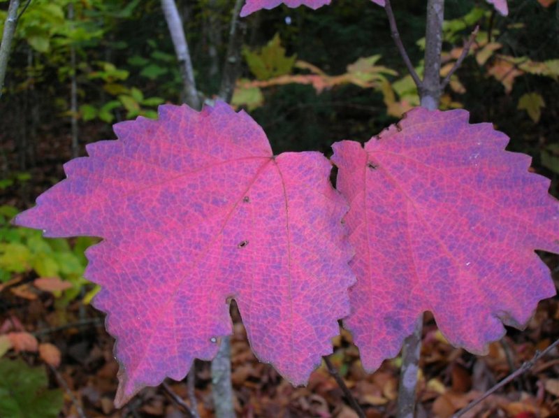 Maple-leaf Viburnum