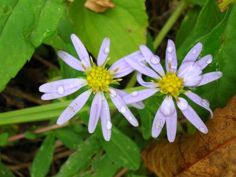 Dew on Aster