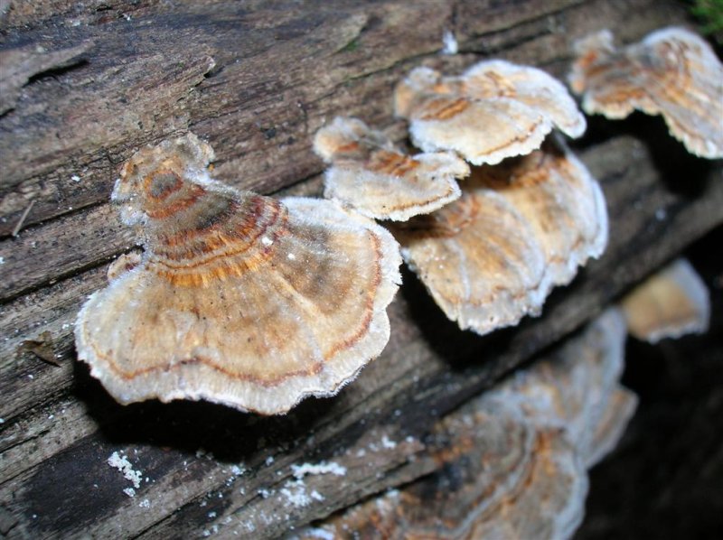 Turkey Tail Fungi