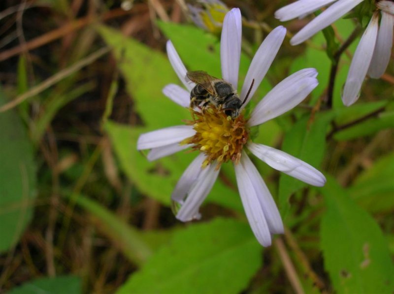 Small Bee in Torpor