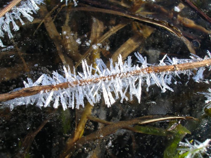 Crystalline Stem
