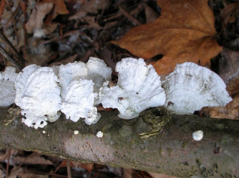 White Fungi