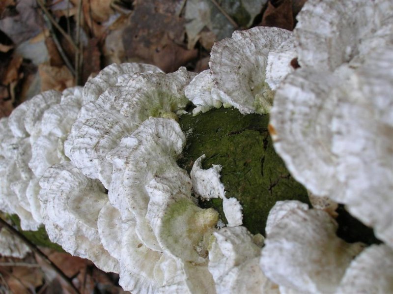 Row of Fungi