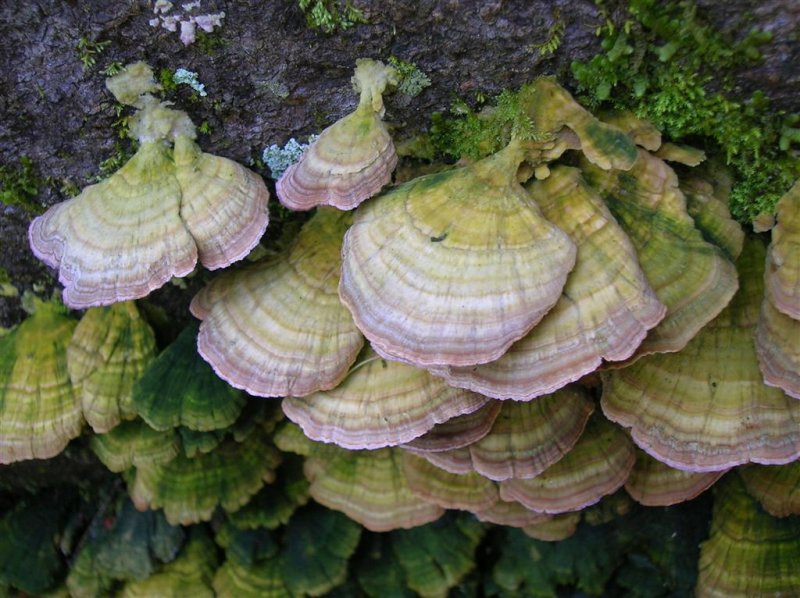 Flat Crep Fungi