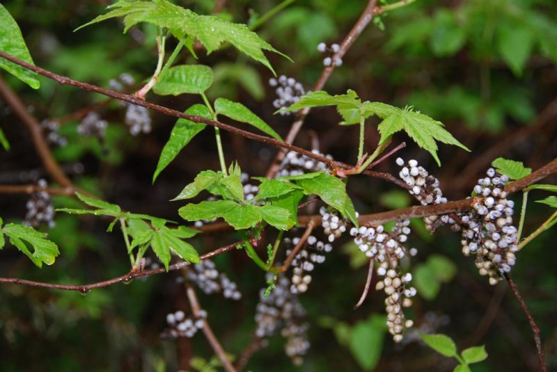 Poison Ivy Berries