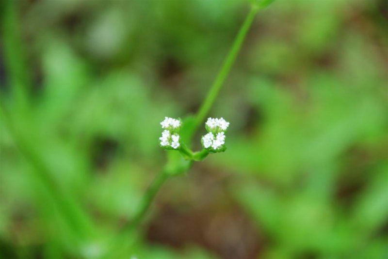 Tiny Flowers