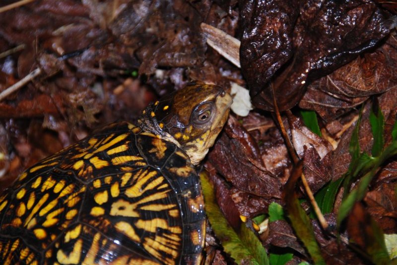 Eastern Box Turtle