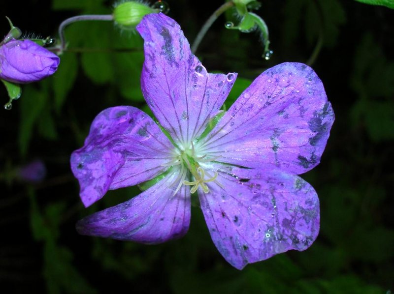 Wild Geranium