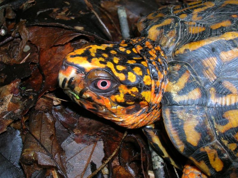 Eastern Box Turtle