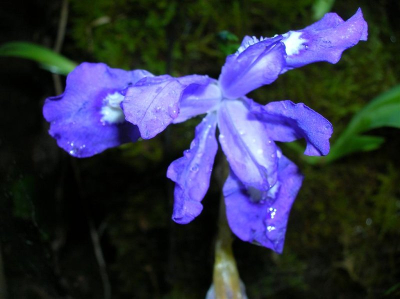 Crested Dwarf Iris