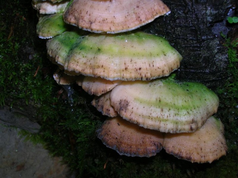 Shelf Fungi