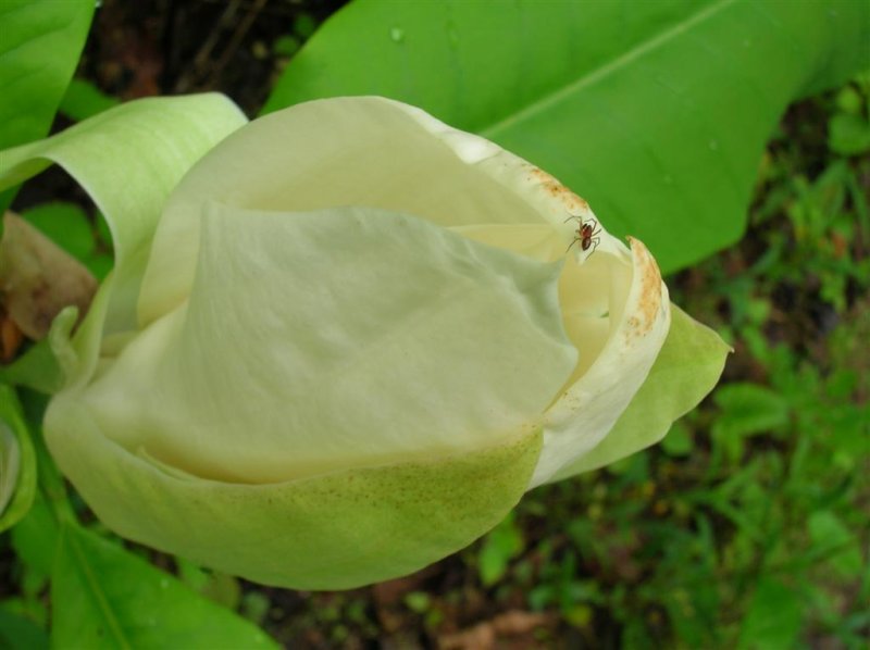 Spider on Magnolia