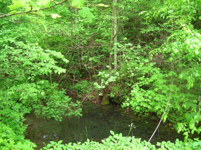 Mike's Branch Pond