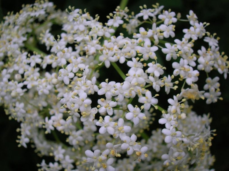 Elderberry