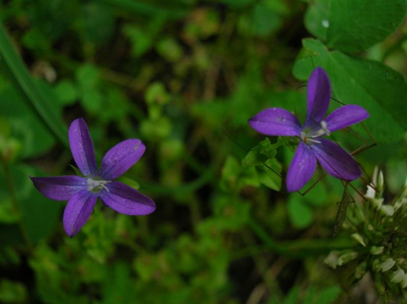 Venus's Looking-glass and Crane Fly