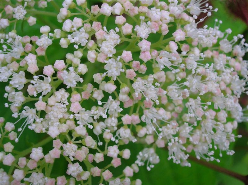 Elderberry ?