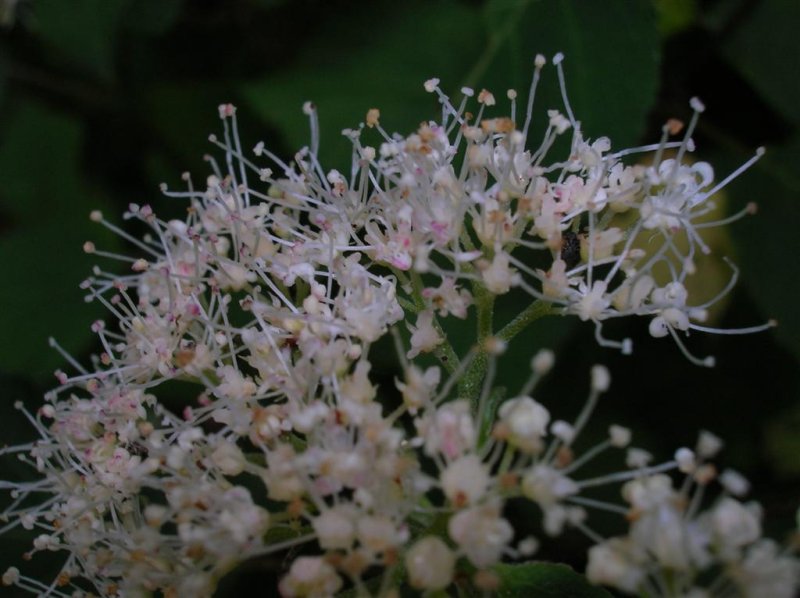 Maple-leaved Viburnum ?