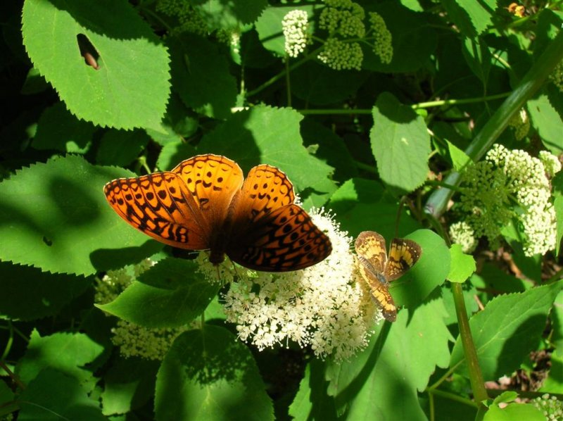 Great Spangled Fritillary and Pearly Crescentspot