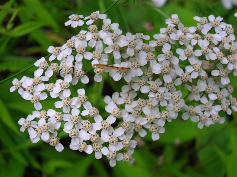 Yarrow