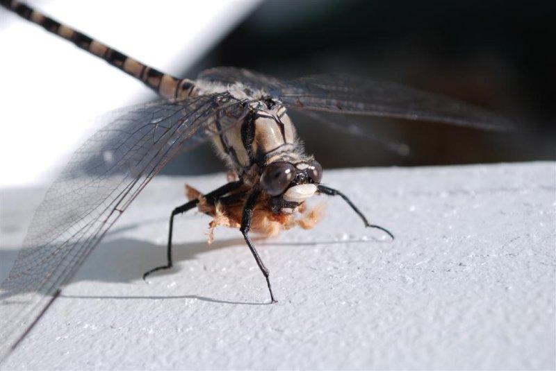 Dragonfly with lunch