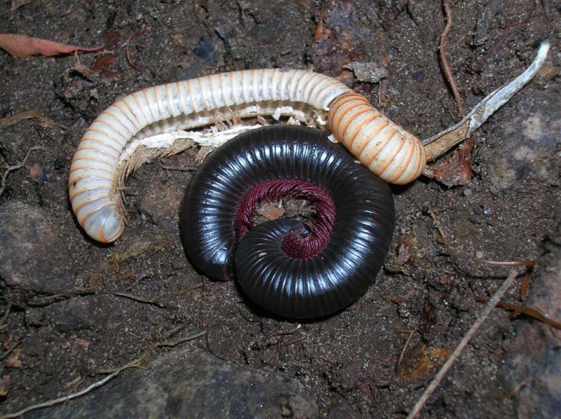 Millipede Growing Pains