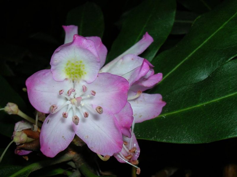Last of the Rhododendron blooms