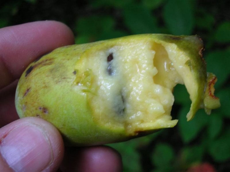 Tasty PawPaws