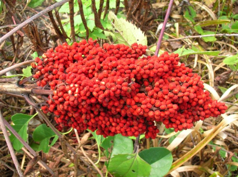 Staghorn Sumac