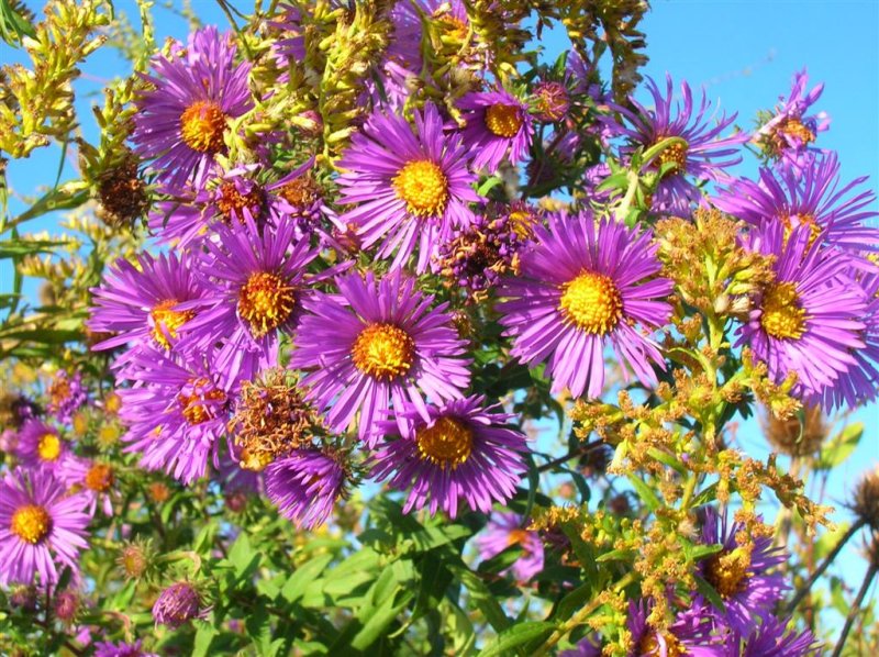 Aster Blooms