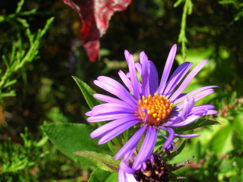 Aster Color