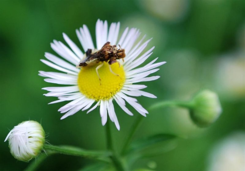 Ambush Bug