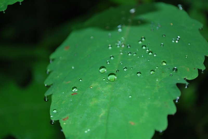 Jewelweed Jewels