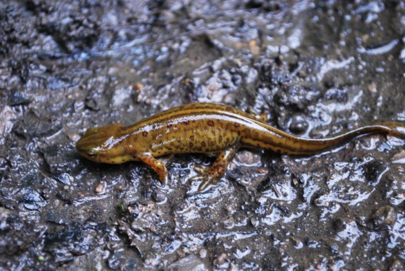 Eastern Spotted Newt
