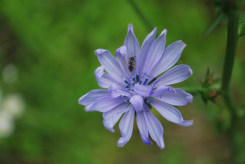 Chicory